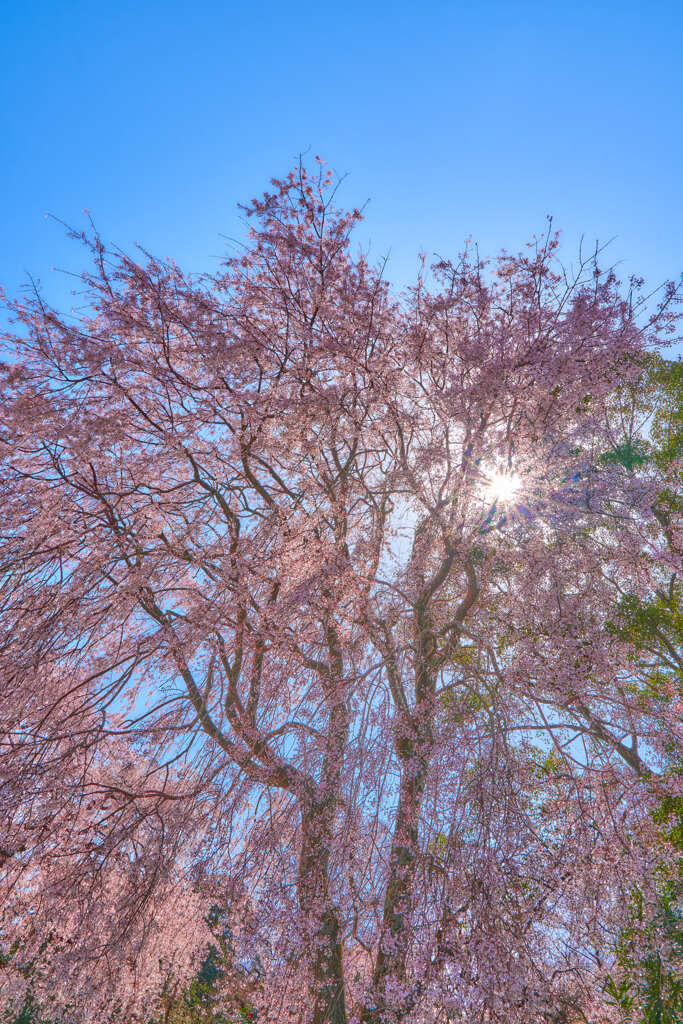 しだれ桜　１