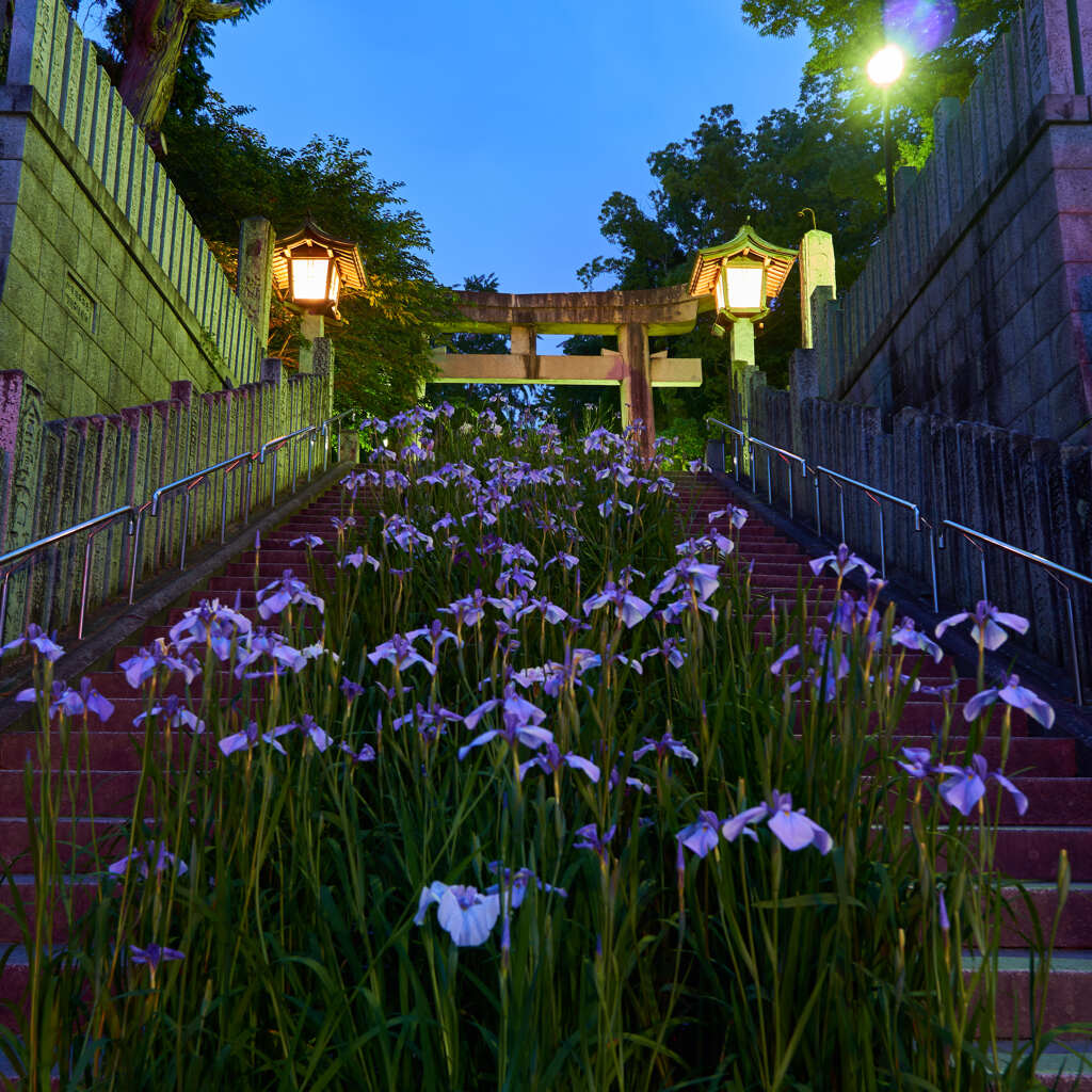 宮地嶽神社菖蒲まつり　１