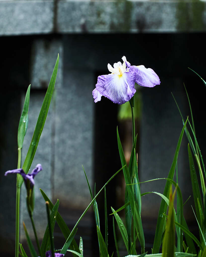 菖蒲　３