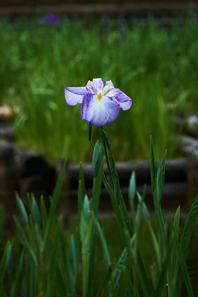 菖蒲　１