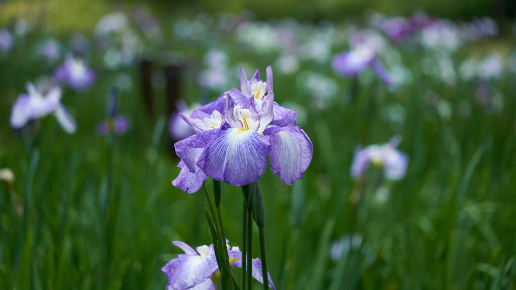 菖蒲　４