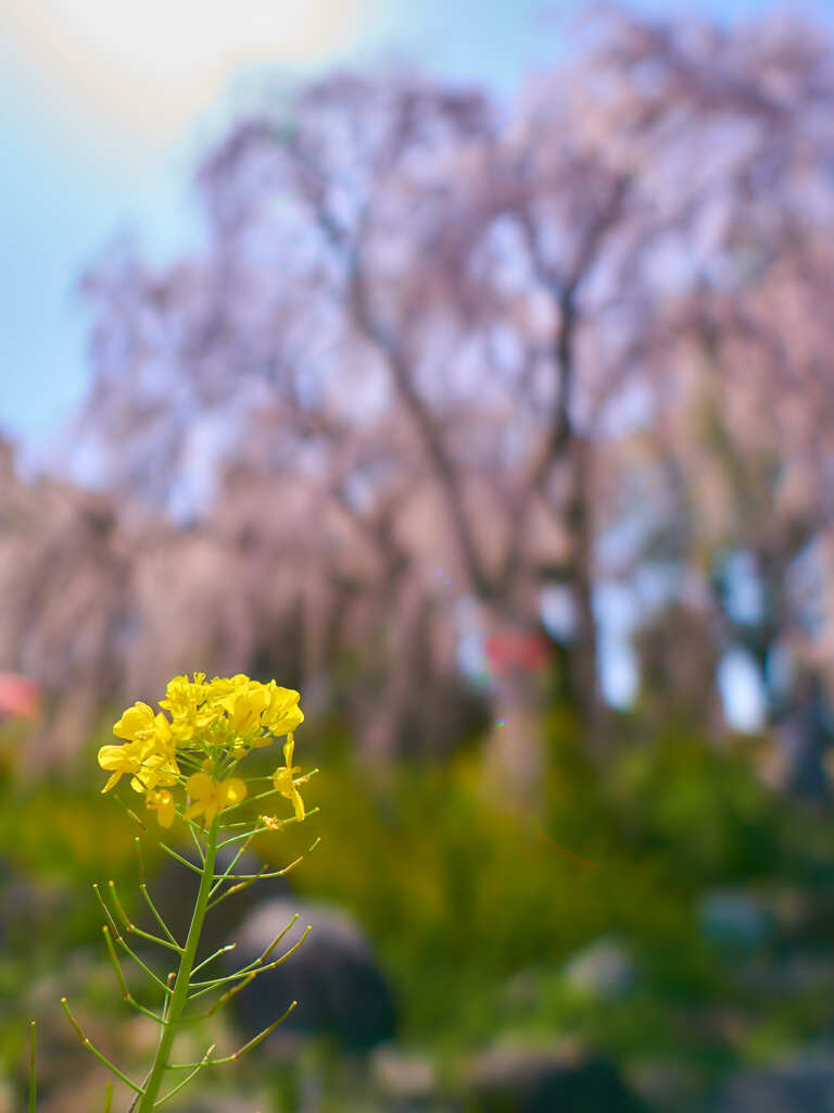 しだれ桜　７