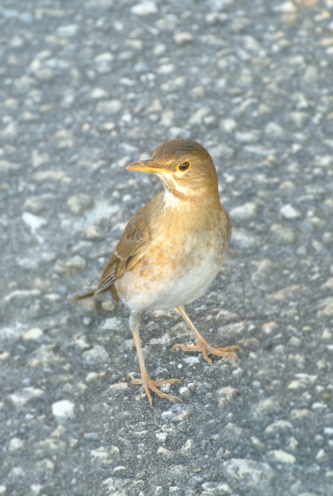 野鳥