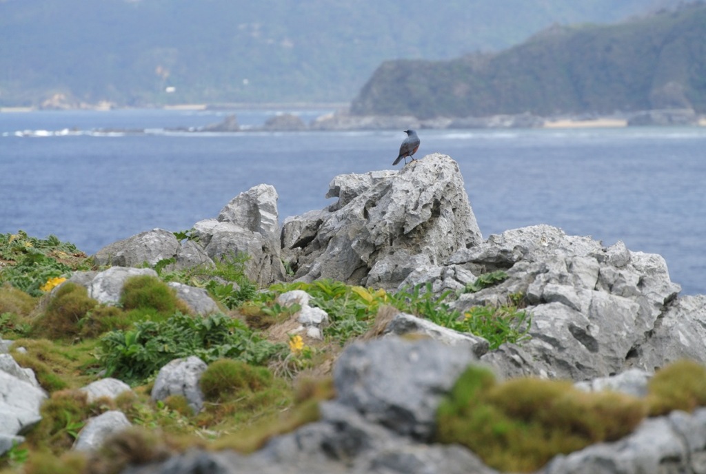 岩肌の鳥