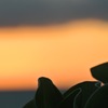 Twilight