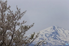 桜と出羽富士