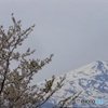 桜と出羽富士