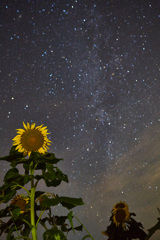 向日葵と星空