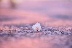 一人ぼっちの桜