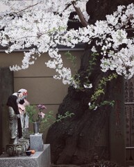 新井薬師 梅照院　＊　春桜
