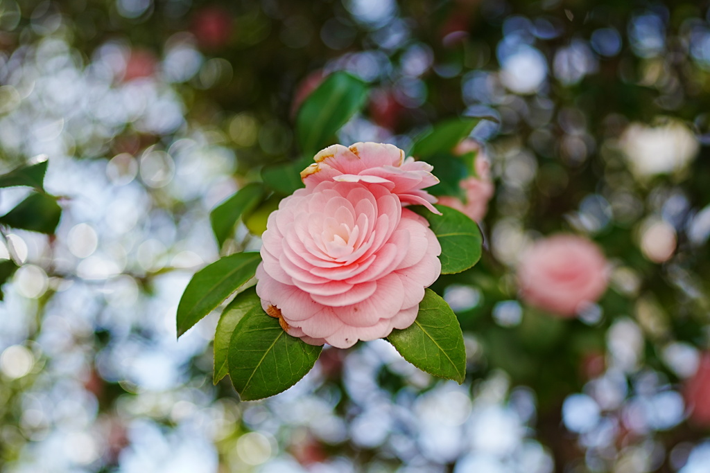 花爛漫