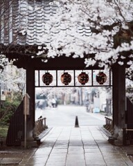 新井薬師 梅照院　＊　春桜