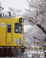 新井薬師西武踏切　＊　春桜