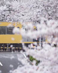 新井薬師西武踏切　＊　春桜