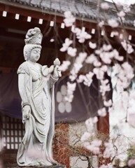 新井薬師 梅照院　＊　春桜