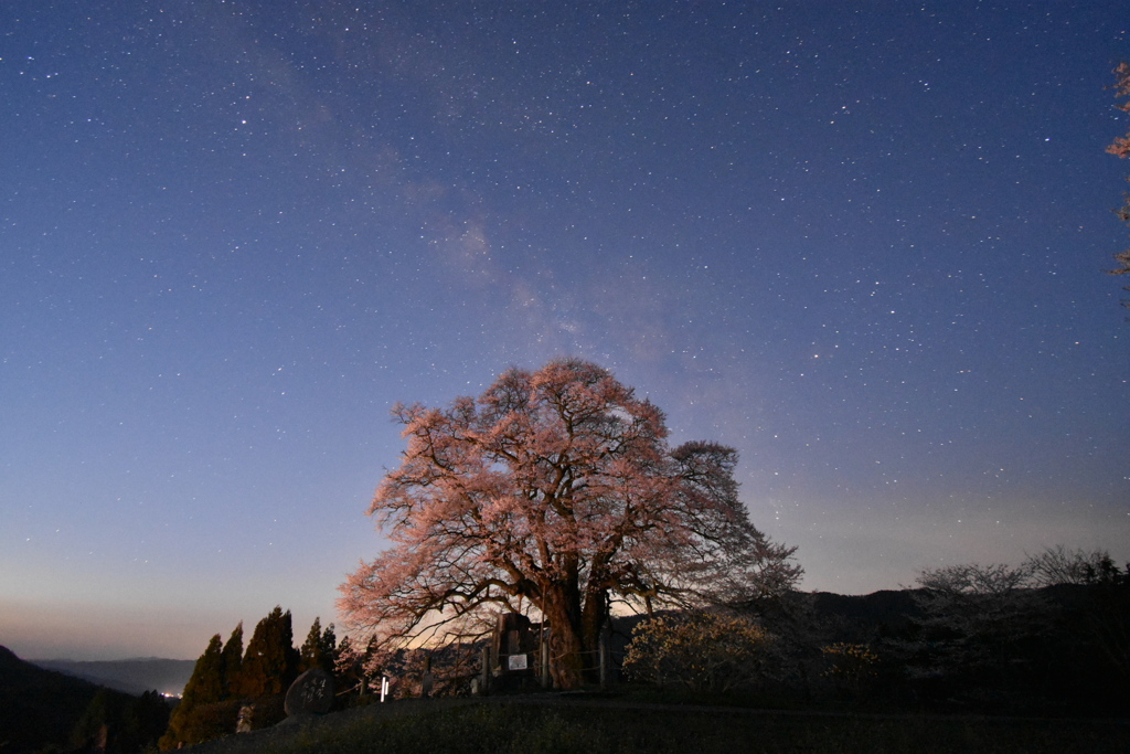 醍醐桜