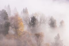 霧に包まれる木々