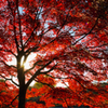 紅葉