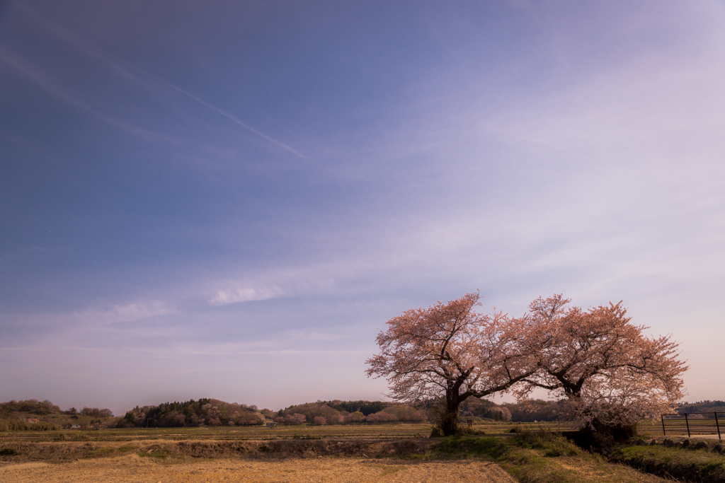 布目の夫婦桜