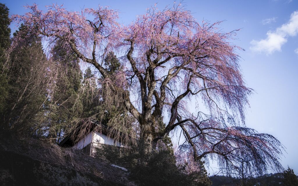 枝垂れ桜