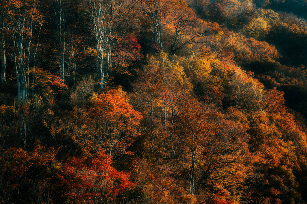 紅葉