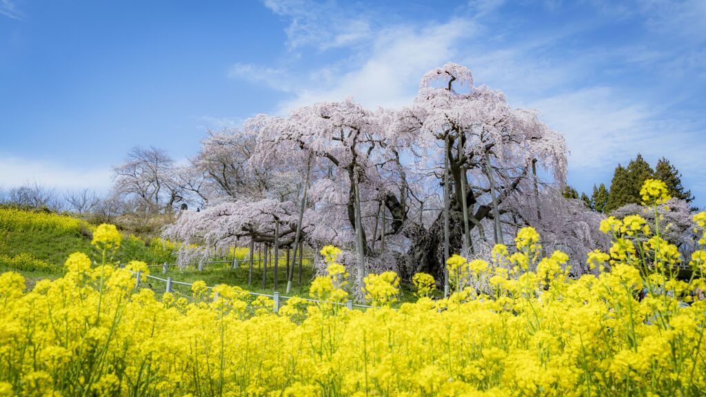 三春滝桜