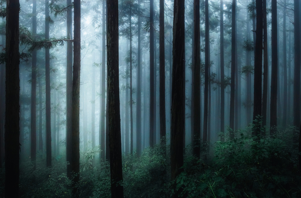 霧の中の杉林
