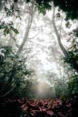 霧立ち込める林道