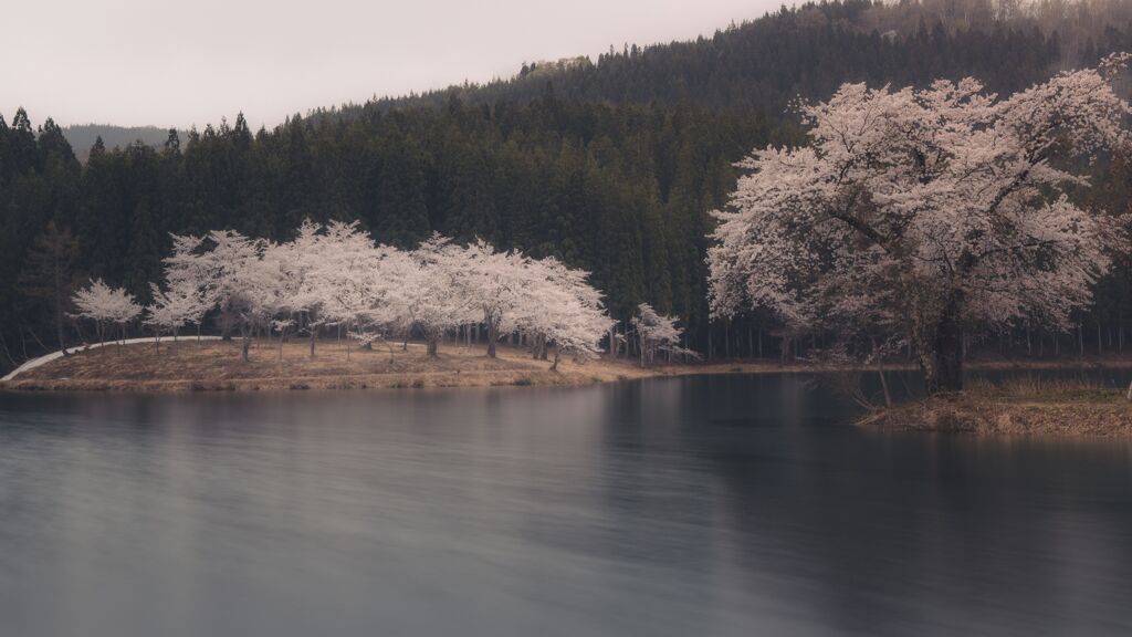 中子の桜