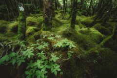苔の森