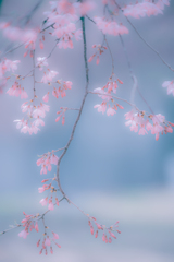 枝垂れ桜