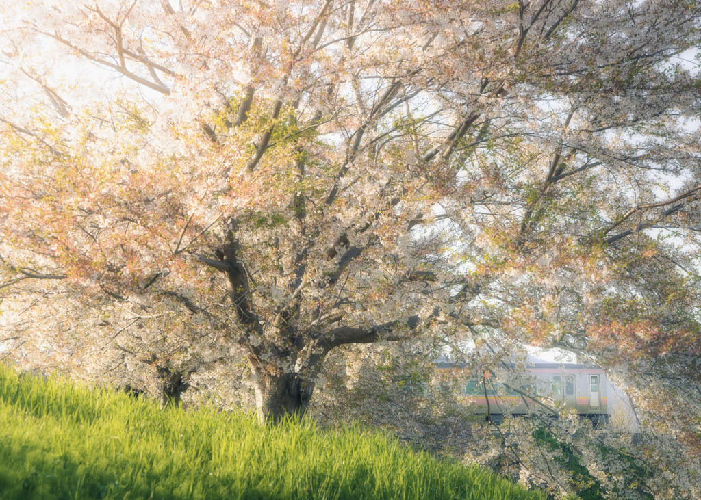 桜と越後線