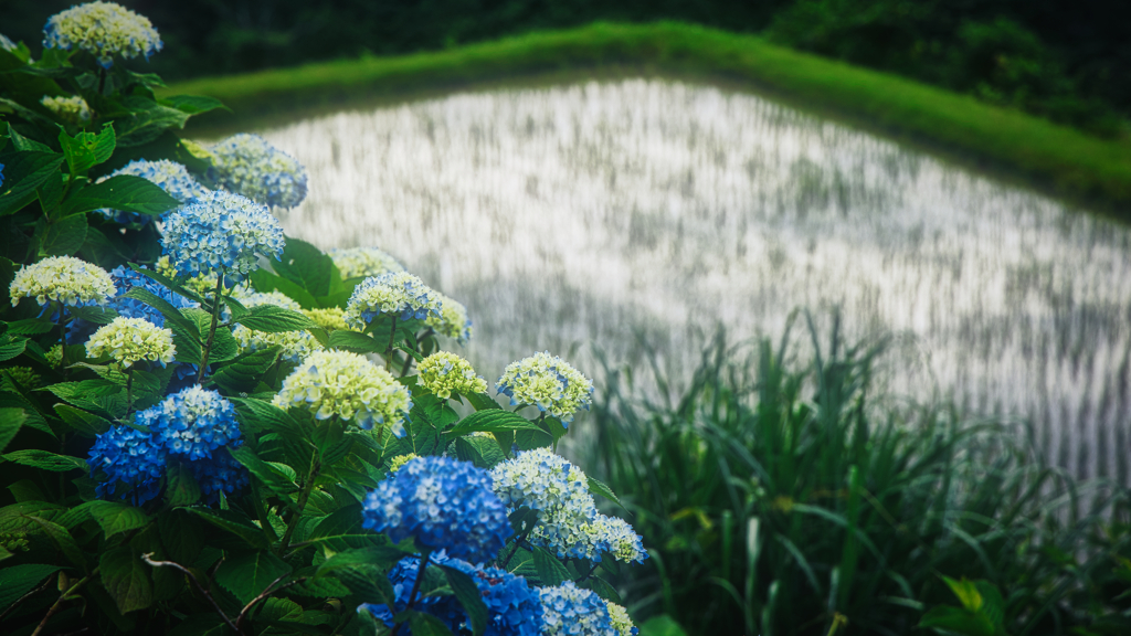 田んぼ脇の紫陽花