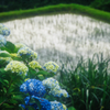 田んぼ脇の紫陽花