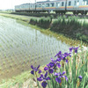 水田の彩
