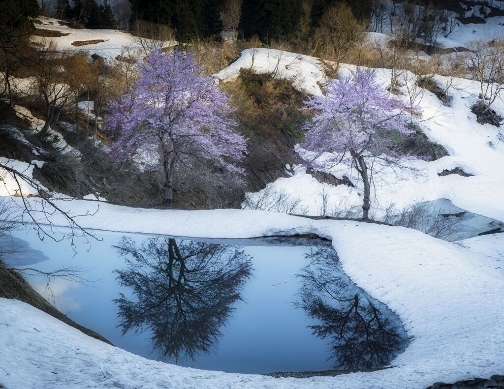 桜リフレクション