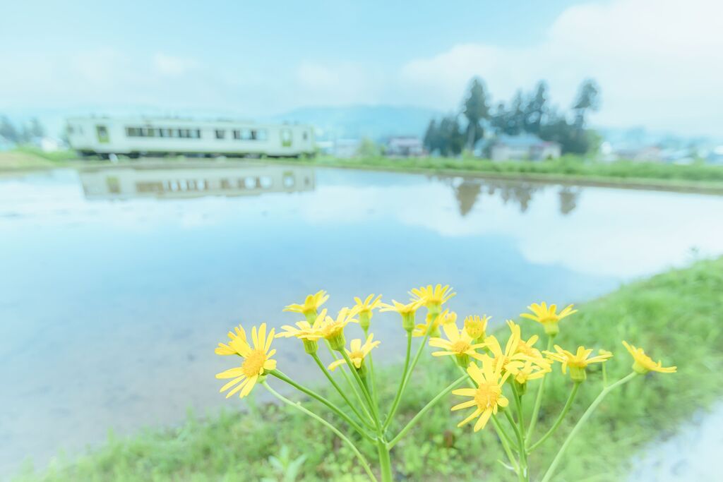 黄色い花と飯山線