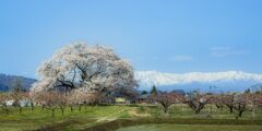 桜と残雪の山並