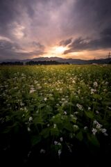 蕎麦畑の朝