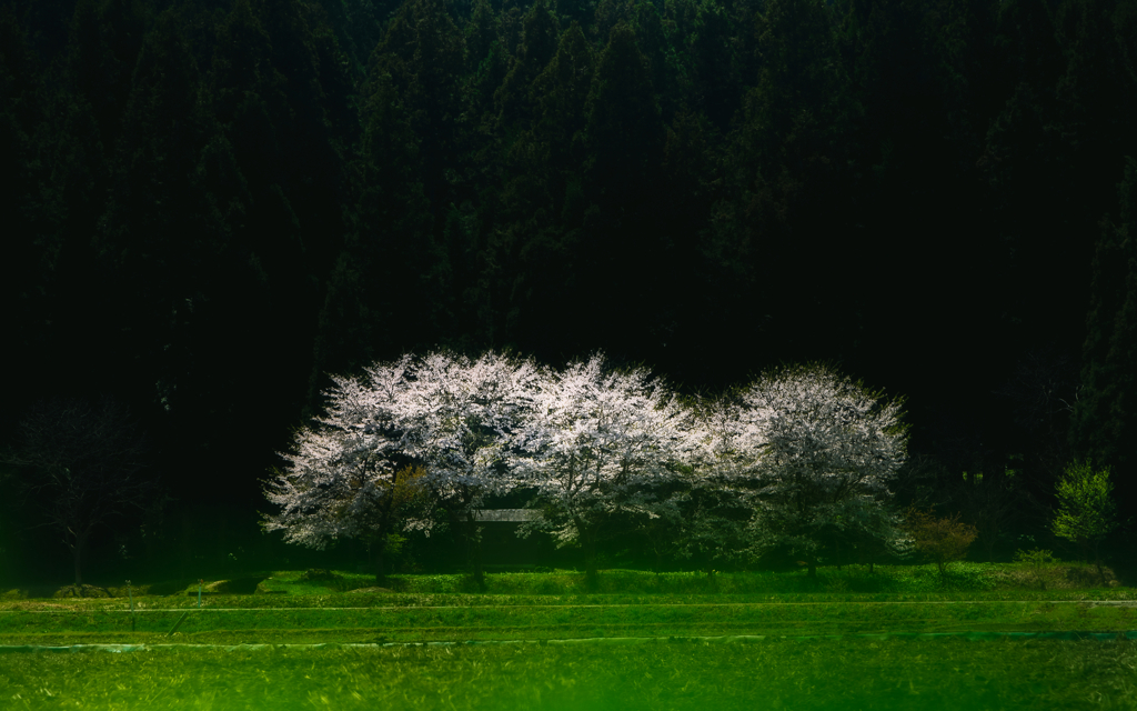 桜輝き