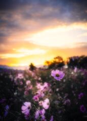 秋桜