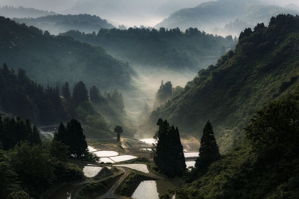 朝霧