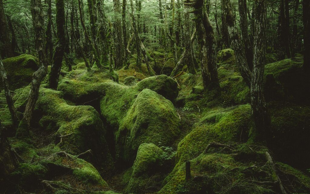 もののけの森
