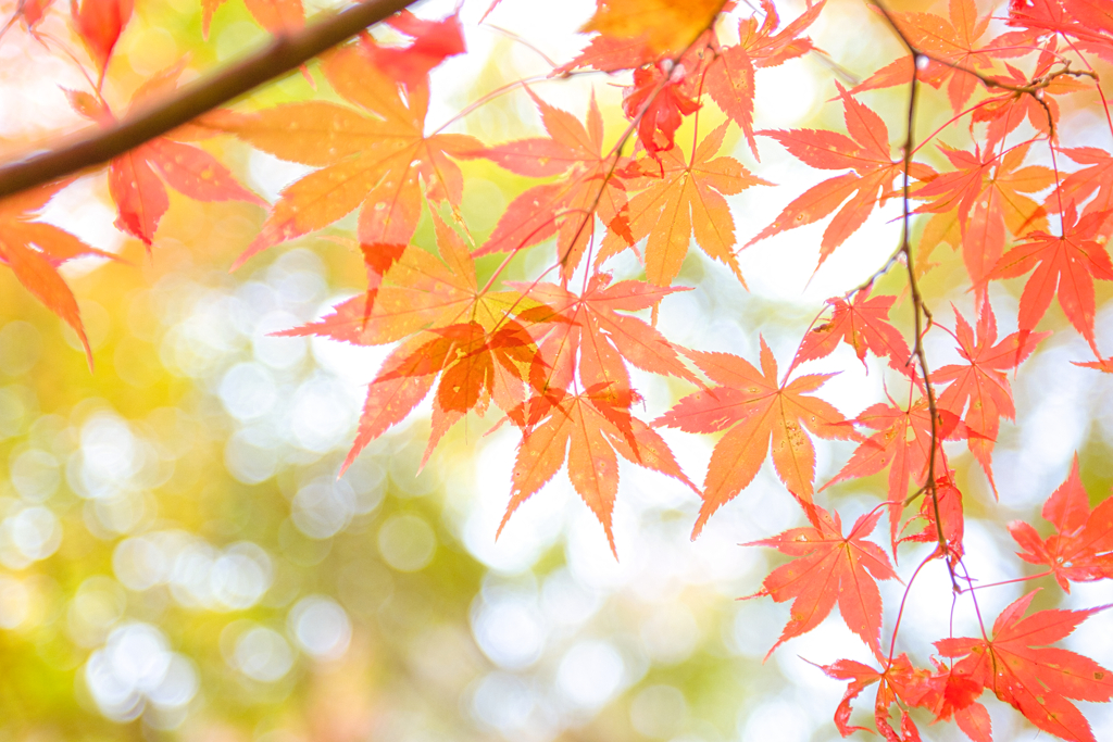 紅葉