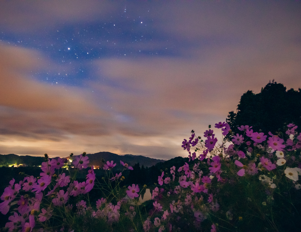 夜の秋桜