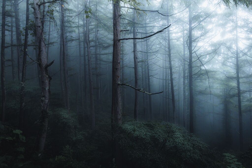 霧霞む林
