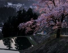 夕日に輝く桜
