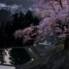 夕日に輝く桜