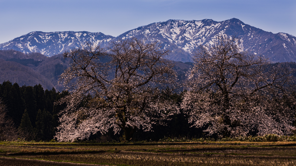 黒岩の夫婦桜