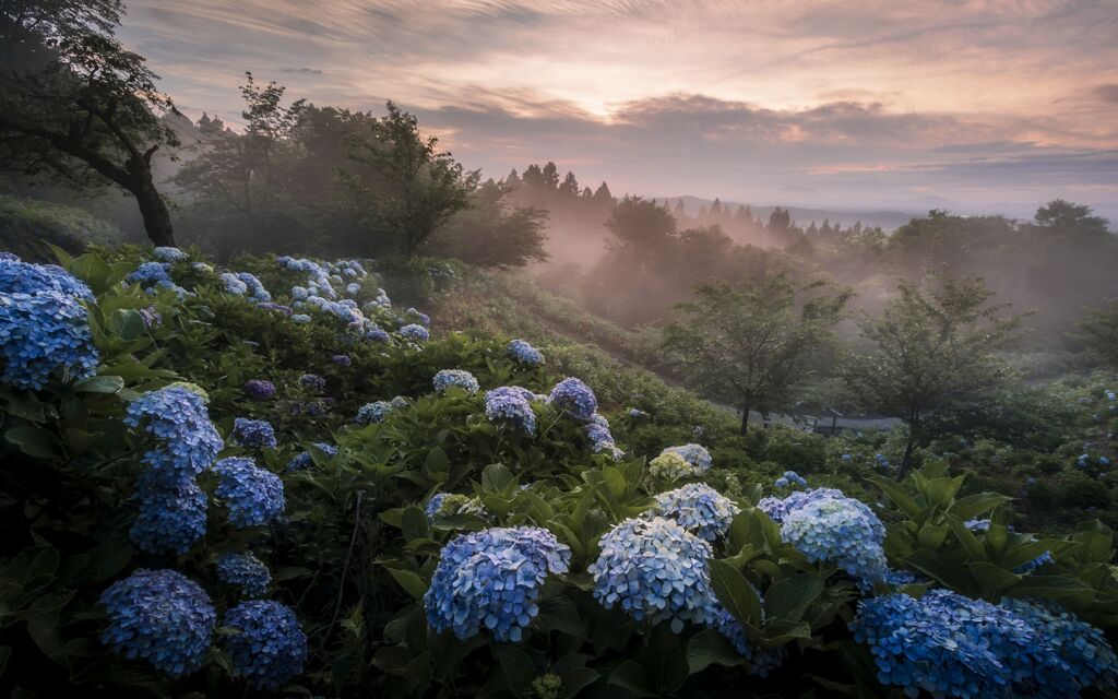 紫陽花と朝霧
